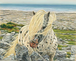 Burren Beauty