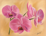 Pink Orchid