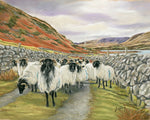 What Ewe Lookin At